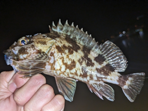 カサゴの釣果