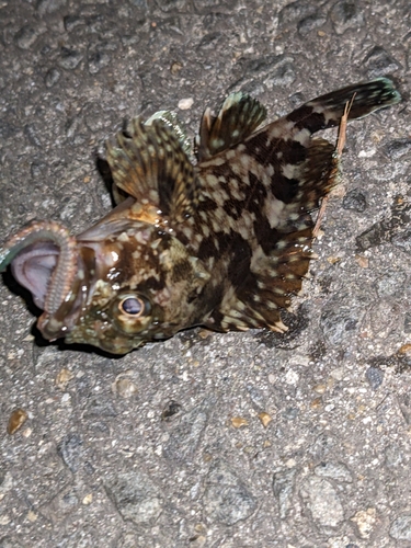 カサゴの釣果