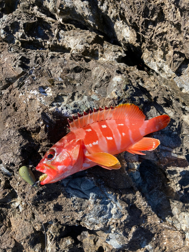 アカハタの釣果