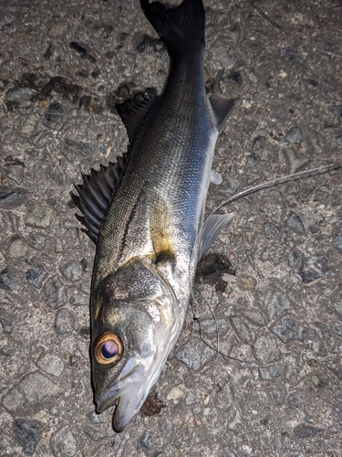 セイゴ（マルスズキ）の釣果