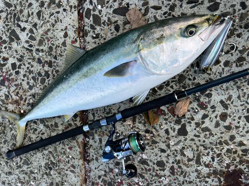 ブリの釣果