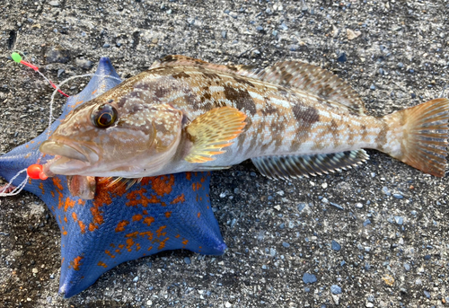 アイナメの釣果