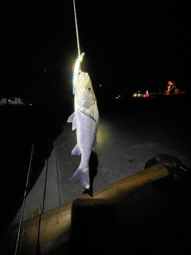 セイゴ（ヒラスズキ）の釣果