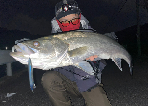 スズキの釣果