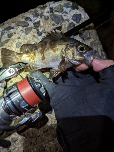 メバルの釣果