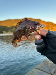 ヨロイメバルの釣果