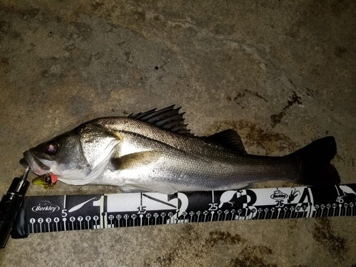 シーバスの釣果