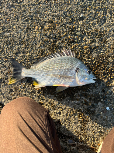 キビレの釣果