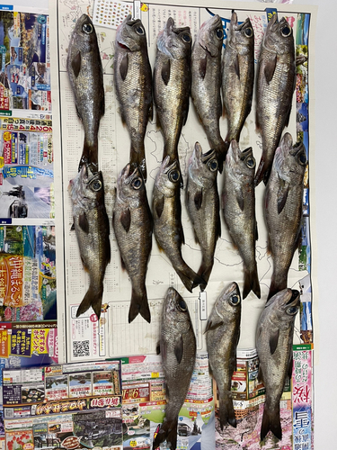 クロムツの釣果