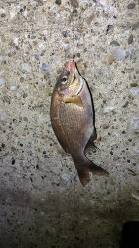 ウミタナゴの釣果