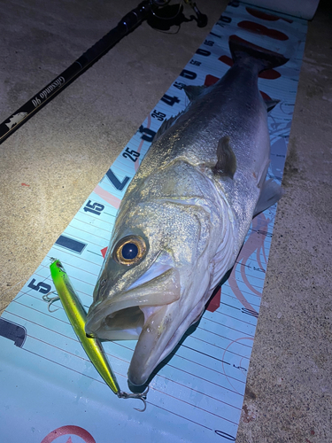 シーバスの釣果