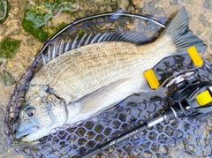 ミナミクロダイの釣果