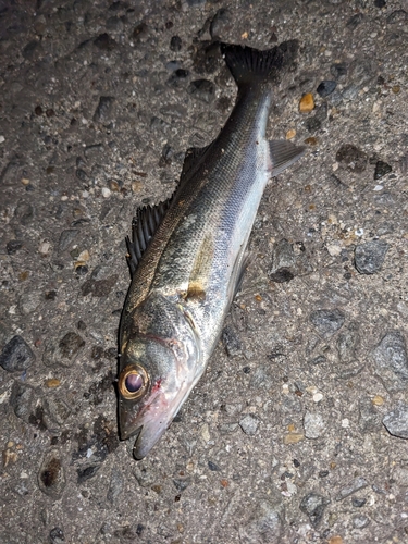 セイゴ（ヒラスズキ）の釣果