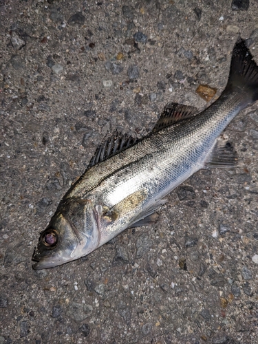 セイゴ（タイリクスズキ）の釣果