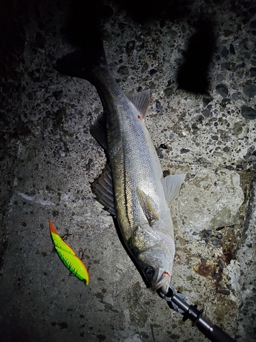 シーバスの釣果