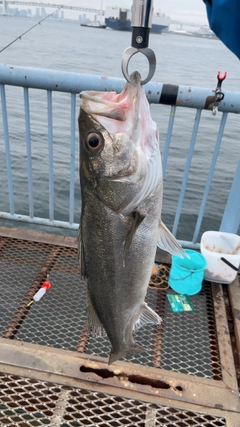 スズキの釣果