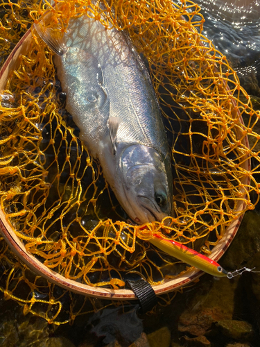 サクラマスの釣果