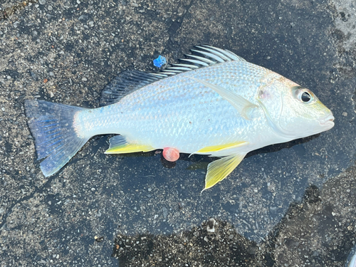 ホシミゾイサキの釣果