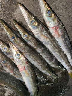 カマスの釣果