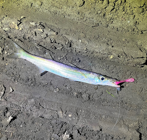 カマスの釣果