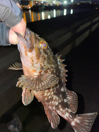 カサゴの釣果