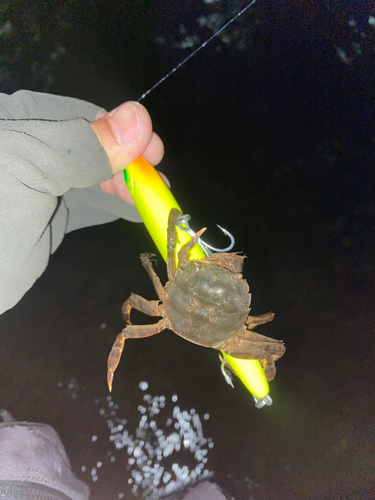 カニの釣果