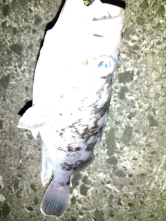 クロソイの釣果