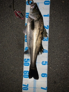 シーバスの釣果