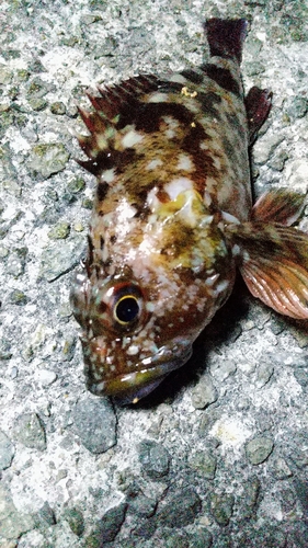 カサゴの釣果