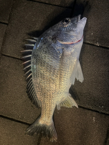 マアジの釣果