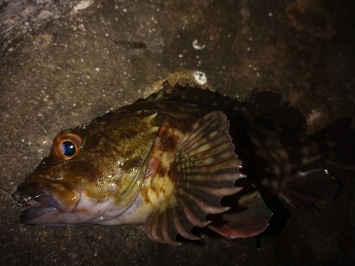 ガシラの釣果