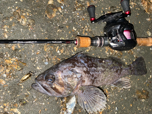 クロソイの釣果