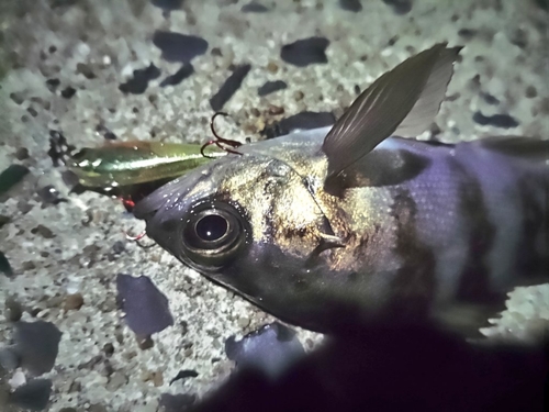 シロメバルの釣果