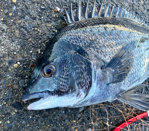 クロダイの釣果