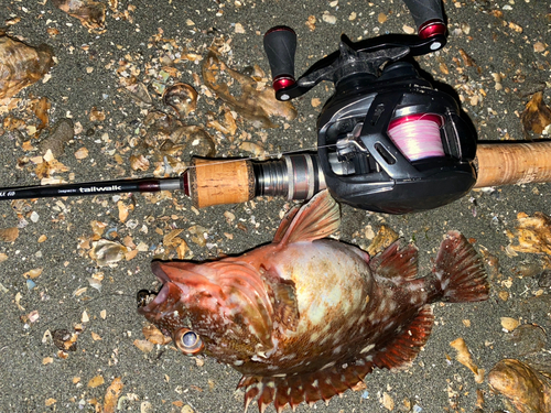 カサゴの釣果