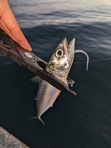 サバの釣果