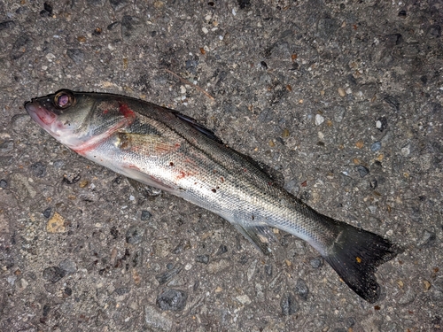 セイゴ（マルスズキ）の釣果