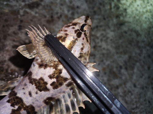 タケノコメバルの釣果