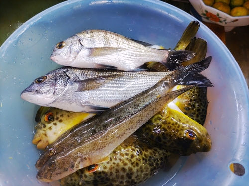 クロダイの釣果