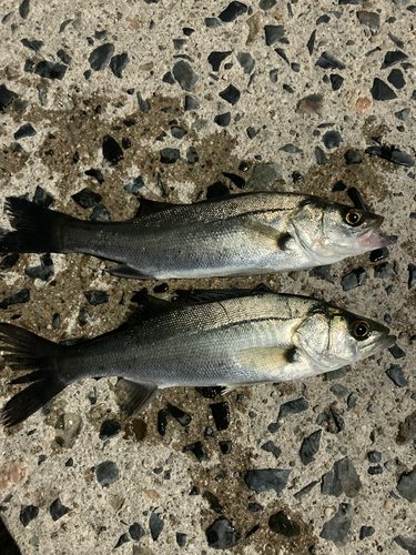 セイゴ（マルスズキ）の釣果