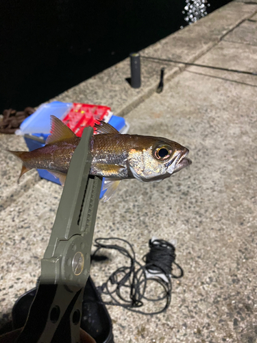 ムツの釣果