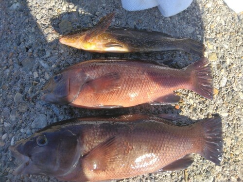 コブダイの釣果