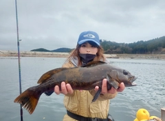 アイナメの釣果