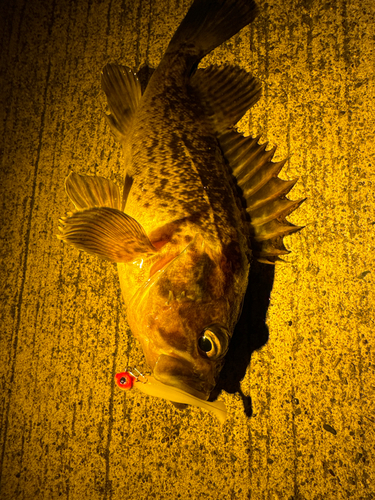 クロソイの釣果