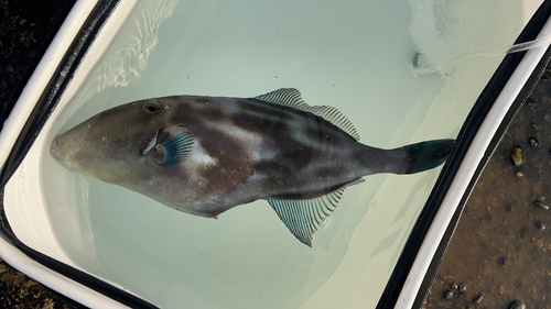 ウマヅラハギの釣果