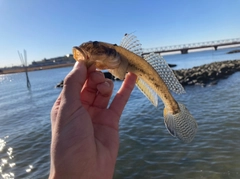 マハゼの釣果