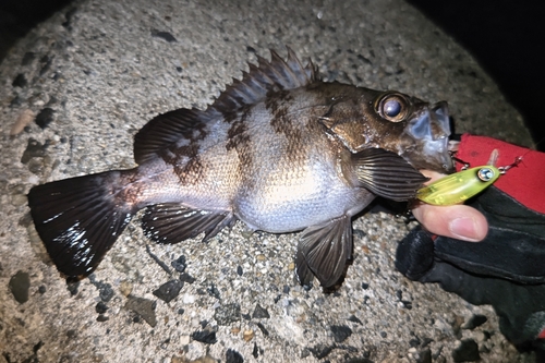 シロメバルの釣果