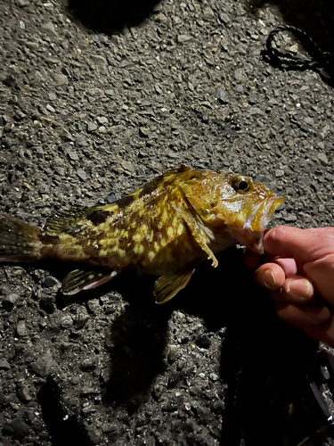 カサゴの釣果