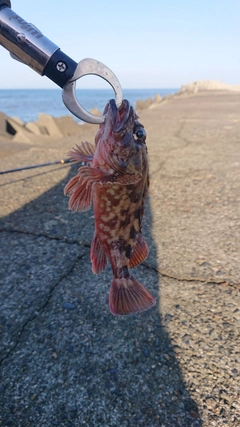 カサゴの釣果