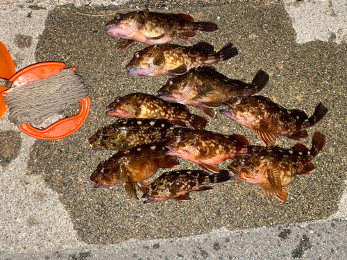 カサゴの釣果